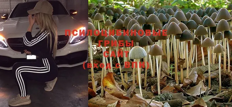 Псилоцибиновые грибы MAGIC MUSHROOMS  как найти наркотики  Камбарка 